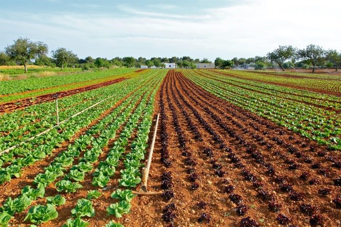 Científicos del TEC crean nueva alternativa de bio-insumo orgánico para control biológico en cultivos