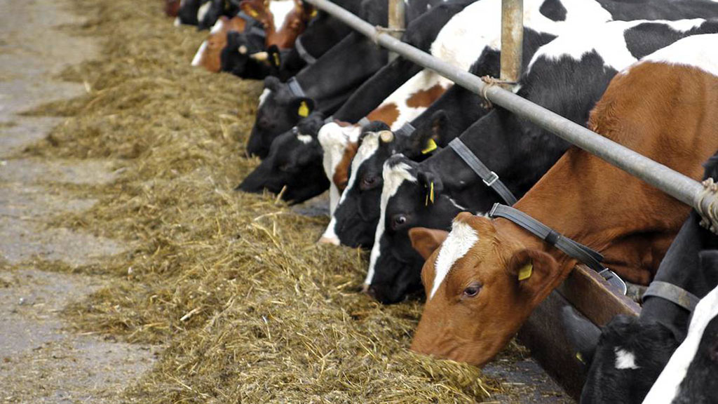 Se aprueba en EEUU un aditivo alimentario para reducir el metano de los eructos de las vacas
