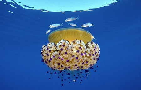 Colágeno de medusas: un recurso innovador del Mediterráneo en biotecnología azul (COLMED)